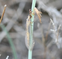 Macronemurus appendiculatus
