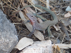 Aspidoscelis marmoratus