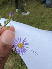 Symphyotrichum oolentangiense