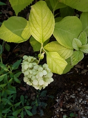 Hydrangea paniculata