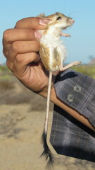 Dipodomys deserti
