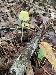 Leucocoprinus fragilissimus