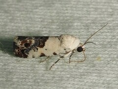 Ponometia phecolisca