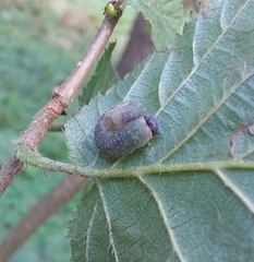 Tenthredo ferruginea