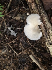 Favolus brasiliensis