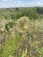 Asclepias hirtella