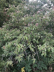 Cornus drummondii