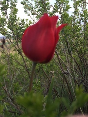 Tulipa suaveolens
