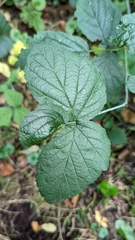 Rubus caesius