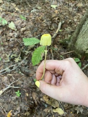 Leucocoprinus fragilissimus