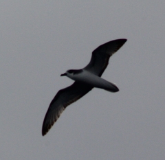 Pterodroma