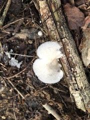 Favolus brasiliensis