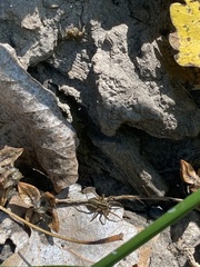 Lycosoidea