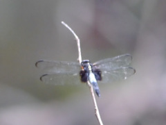 Hadrothemis