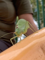 Pterophylla camellifolia