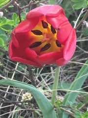 Tulipa suaveolens