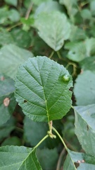 Acalitus brevitarsus