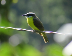 Megarynchus pitangua