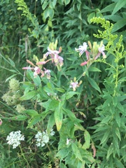 Oenothera lindheimeri