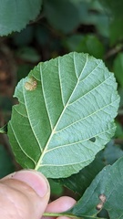 Acalitus brevitarsus