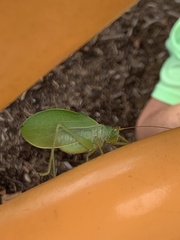 Pterophylla camellifolia