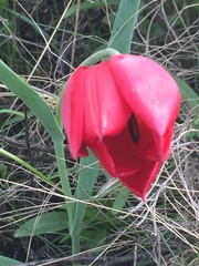 Tulipa suaveolens