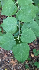 Populus tremula