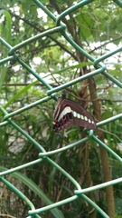 Graphium sarpedon connectens