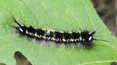 Apatelodes pudefacta