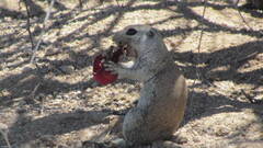 Xerospermophilus tereticaudus