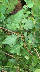 Koelreuteria paniculata