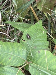 Allonemobius fasciatus