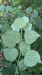 Populus tremula