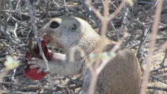 Xerospermophilus tereticaudus