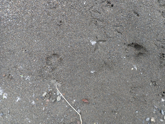 Urocyon cinereoargenteus