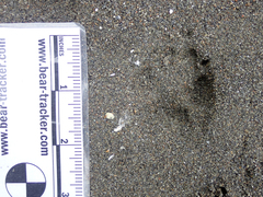 Urocyon cinereoargenteus