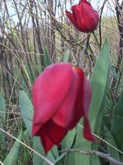 Tulipa suaveolens