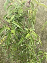 Cornus drummondii
