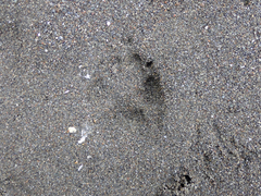 Urocyon cinereoargenteus