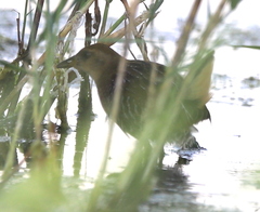 Porzana carolina