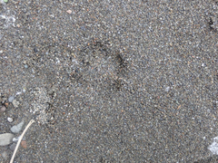 Urocyon cinereoargenteus