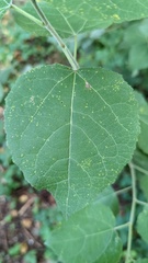 Populus tremula