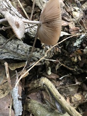 Pluteus longistriatus