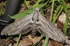 Sphinx chersis