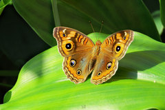 Junonia genoveva