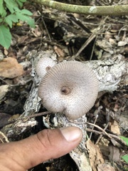 Pluteus longistriatus