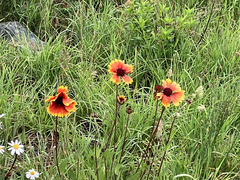 Gaillardia pulchella
