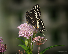 Papilio palamedes