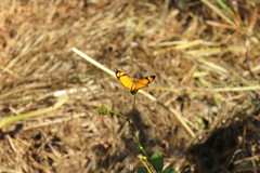 Tegosa