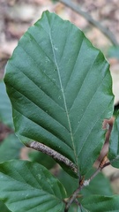 Phyllonorycter maestingella